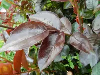Rose_106.webp