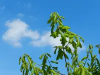 Bäume schlagen aus_208.webp