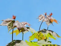 Bäume schlagen aus_042.webp