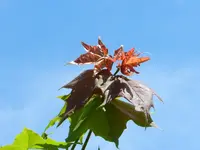 Bäume schlagen aus_040.webp