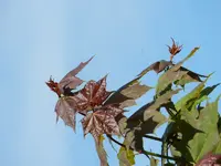 Bäume schlagen aus_045.webp
