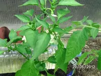 BILD0163.webp