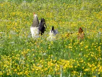 Frühlingswiese mir Hühnern_085.webp