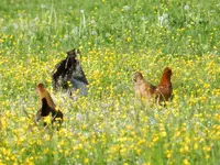 Frühlingswiese mir Hühnern_094.webp