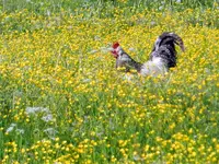 Frühlingswiese mir Hühnern_088.webp