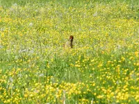Frühlingswiese mir Hühnern_089.webp