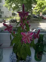 20052012557[1].webp