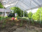 Tomaten 2012 002.jpg