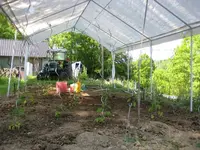 Tomaten 2012 002.webp