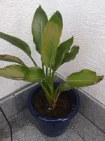 2012-05-20 17.40.34.webp