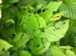 Hecke1klein.webp