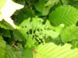 Hecke2klein.webp
