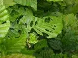 Hecke3klein.webp