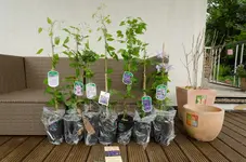 20120518-164721-MIO_4363.webp