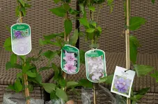 20120518-164736-MIO_4364.webp
