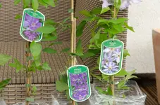 20120518-164739-MIO_4365.webp