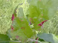 20052012229.webp