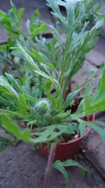 DSC01289.webp