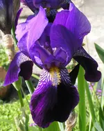 Iris dunkelblau.webp