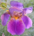 Iris hellblau.jpg