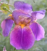 Iris hellblau.webp