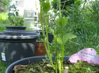 IMGP5274.webp