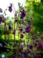Vita May 2012 Aquilegia.webp
