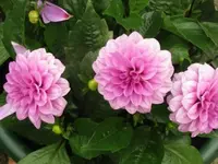 005.webp