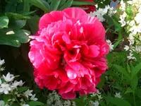 Pfingstrose.webp