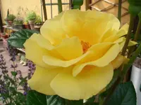 CIMG8937.webp