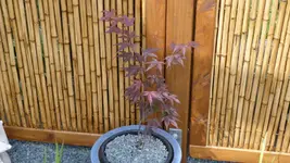 P1020647.webp