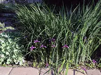 iris1.webp