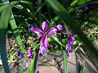 iris2.webp