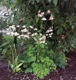 akelei.webp