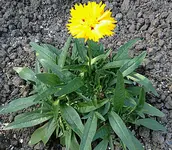 maedchenauge.webp