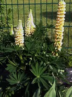 Lupine.webp