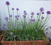 schnittlauch.webp