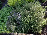 thymian.webp