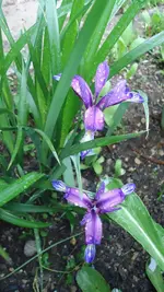 DSC01336.webp