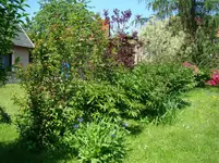 Das ähnelt meinem Gartenbild 120520.webp