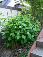 Kaffeetante Anabell  120520.webp