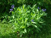 Langsam kommt das Blau  120520.webp