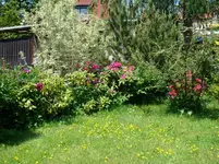 opitzels Ideal 120520.webp