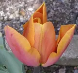 Tulpe, 21.05.12.webp