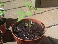 tomate-6wo-01.webp