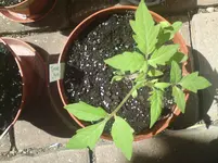 tomate-6wo-02.webp