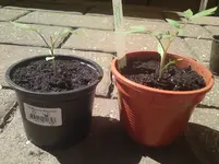 tomate02-4wo.webp