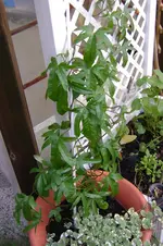 maikäfer 079.webp