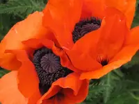 Bild 725.webp