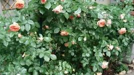 DSC03995.webp